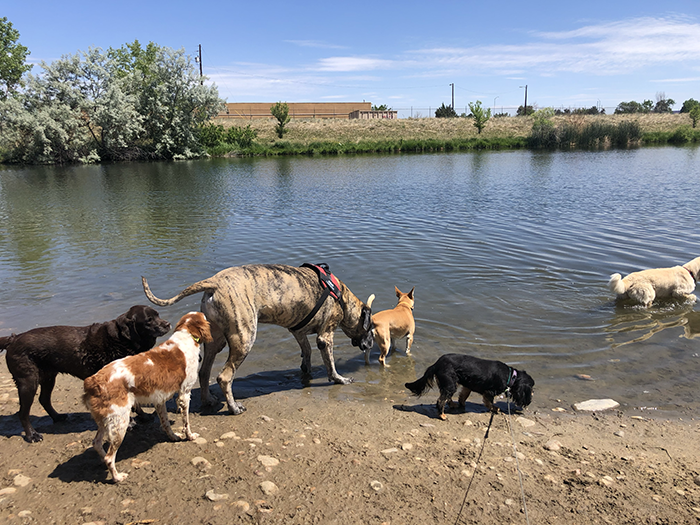 Our daily romp at the lake
