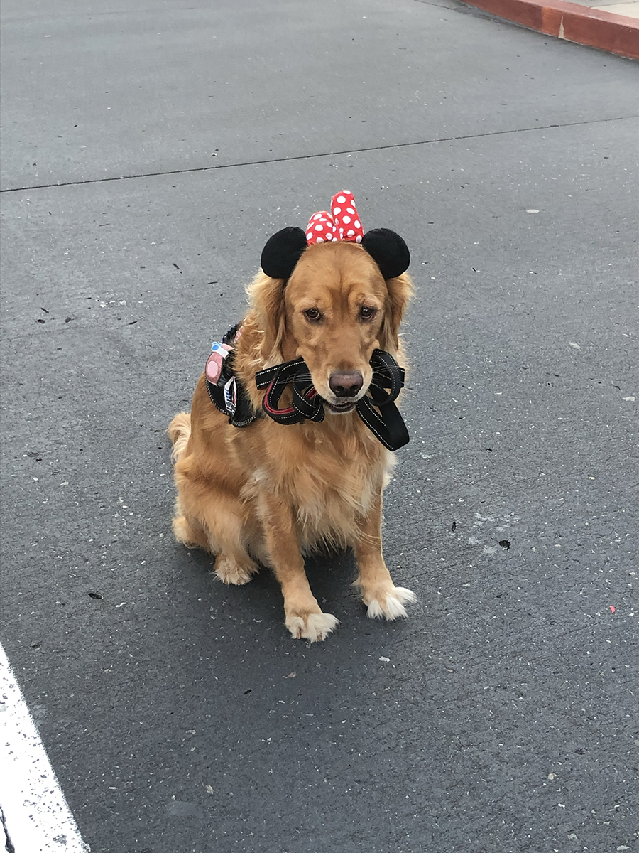 Minnie Mouse all ready for her walk