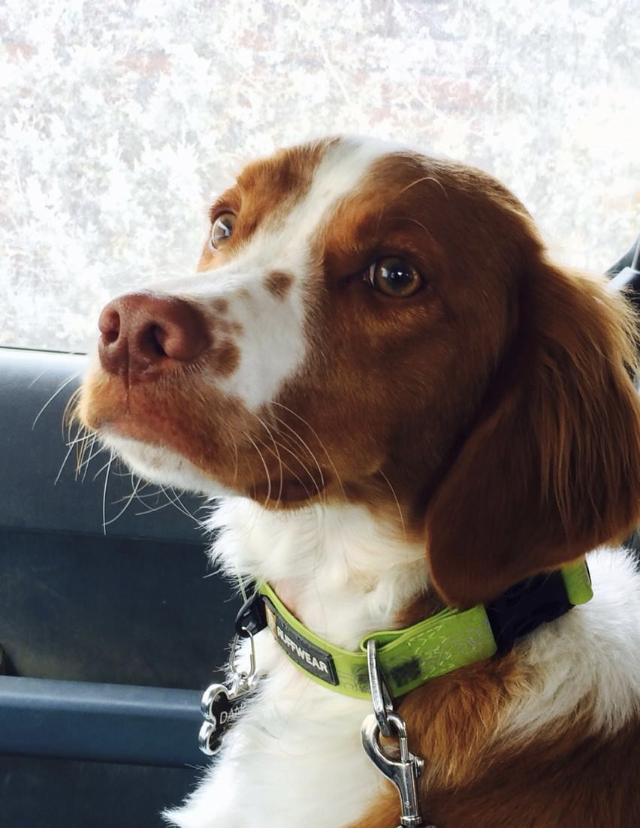 Daniel the Spaniel - Lead Adventureer