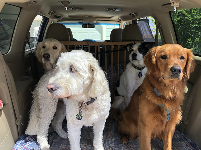 Loaded up and ready to hit the trails! Izzy, CC, Cooper and Una