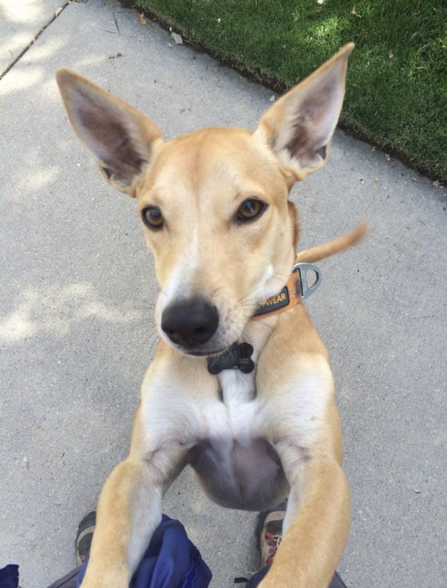 Mickey Mouse - Chief Caboose Engineer