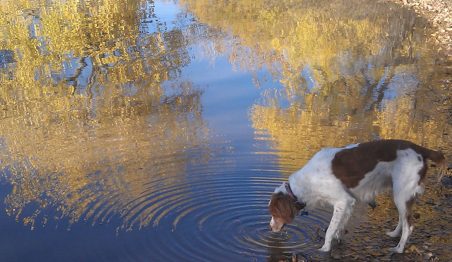 Chance caught in a magical moment at Twin Lakes in Boulder