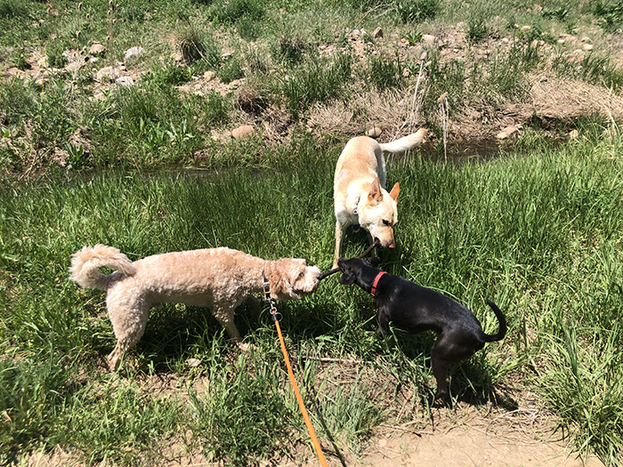 Twig, Cara and Rootie engaged in a 3 way tug-of-war